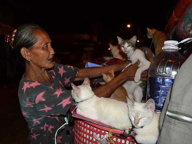 Chuyện dễ thương về ‘bà mèo’
