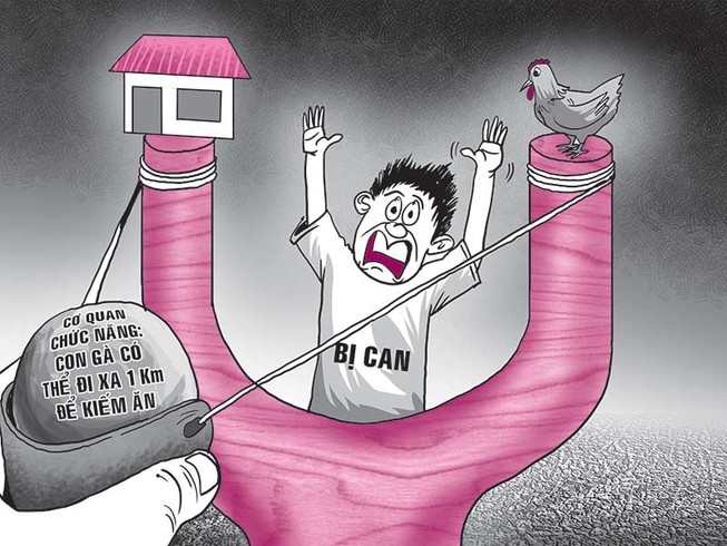 Vụ án con gà đi bộ hơn cây số