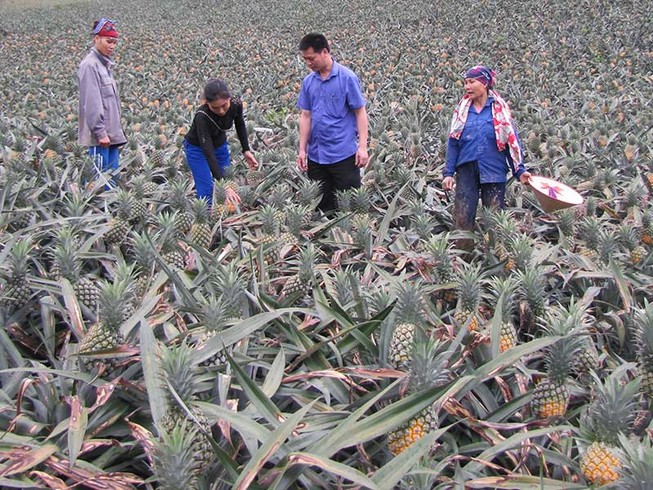 Thương lái Trung Quốc săn lùng cả dứa non