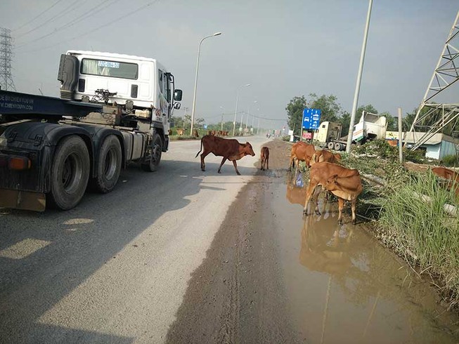 Bò đi dạo trên đường đô thị