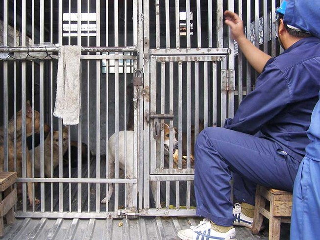 Chó vô chủ có thể phục vụ cho khoa học