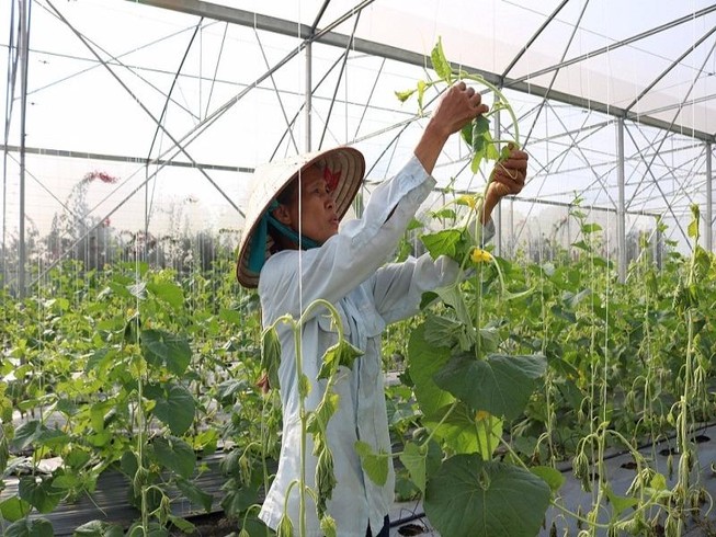 Một nông trang bị phá hoại hàng ngàn gốc dưa sạch