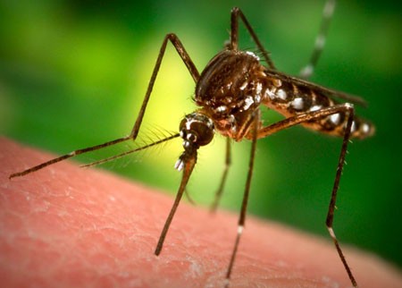 Tại sao HIV không lây qua vết đốt của muỗi?