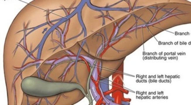 Những dấu hiệu cho thấy gan bị nhiễm độc