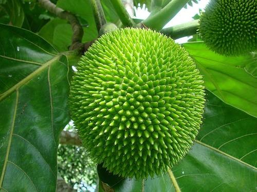 Sa kê trị tiểu đường