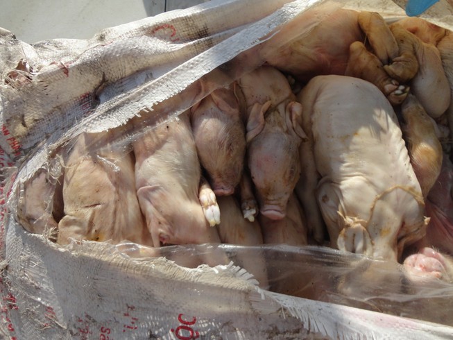 TP.HCM nhận được ba cuộc gọi báo liên quan chất cấm