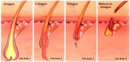 Thuốc nào trị viêm chân tóc?