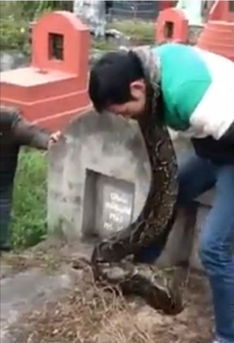 Giải cứu trăn khổng lồ bị mắc kẹt trong ngôi mộ cũ