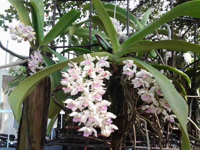 Lan rừng ‘về phố’ họp chợ ngày Tết