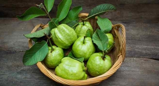 Bảy tác dụng không ngờ của lá ổi