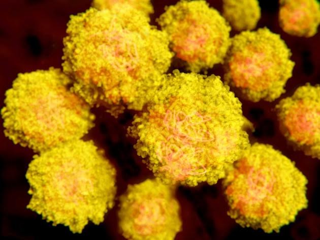 Virus Zika gây đại dịch có nguồn gốc từ châu Á?