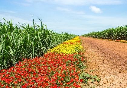 Chùm ảnh: Tuyệt đẹp ruộng mía bờ hoa nơi biên giới