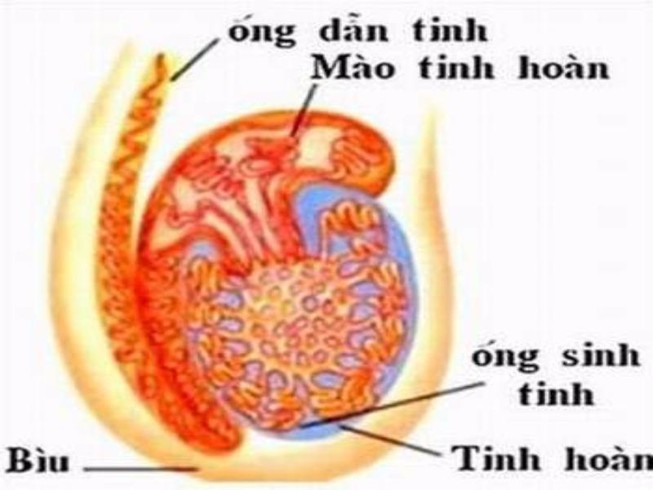 Viêm mào tinh hoàn nguy hiểm như thế nào?