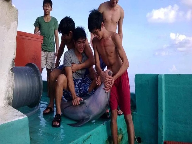 Bắt cá heo rồi cắt đầu, mổ bụng nghi tại Phú Quốc