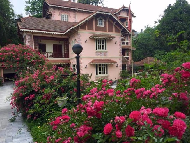 Ngắm vẻ đẹp kiêu sa, khó cưỡng của hồng leo Sa Pa