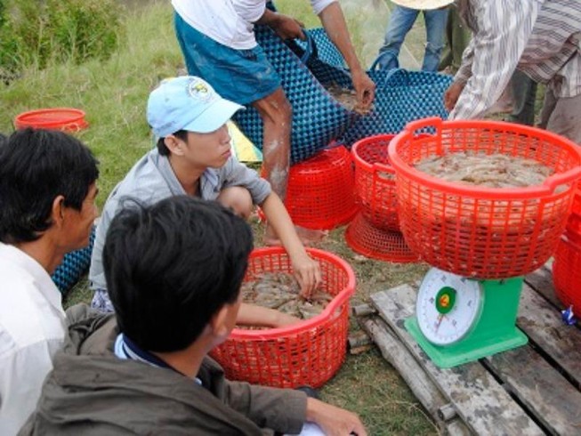 Thương lái Trung Quốc giả khách du lịch thu mua hải sản