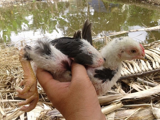 Gà không thể mổ chết người.