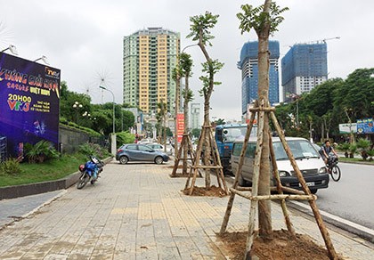 Hà Nội khẳng định cây phượng phù hợp trồng tại dải phân cách