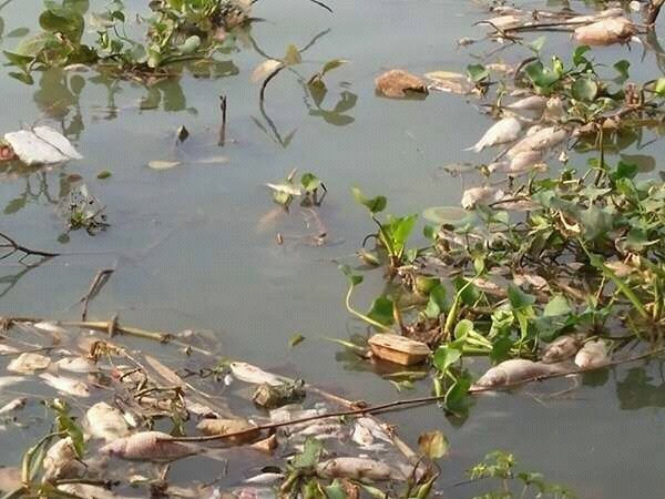 Lý giải nguyên nhân cá chết hàng loạt trên sông Đồng Nai