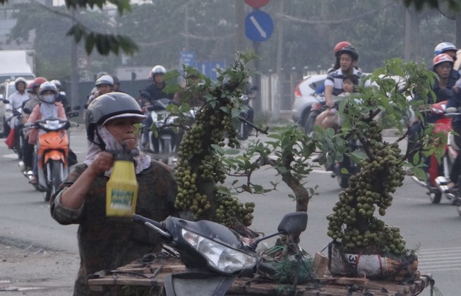 Cẩn thận với những cây sung 'quá sung'