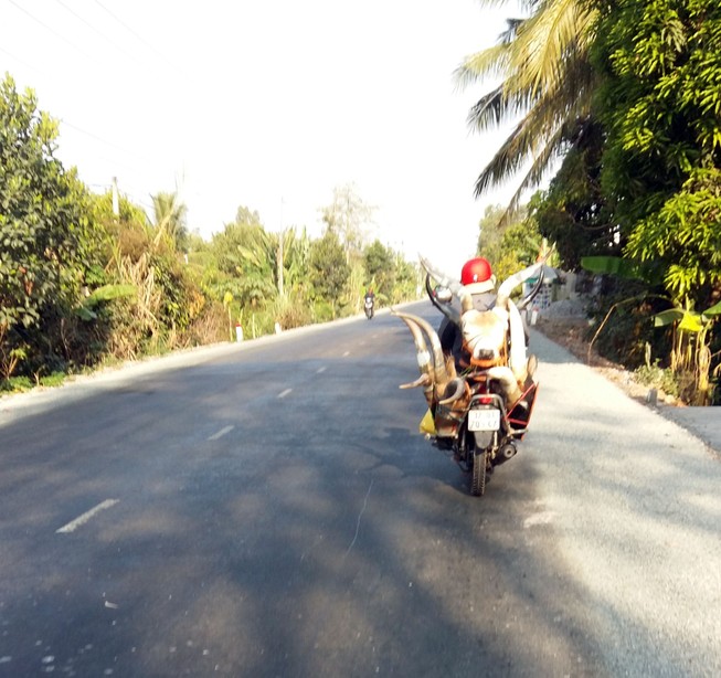 Bán dạo đầu linh dương trên quốc lộ