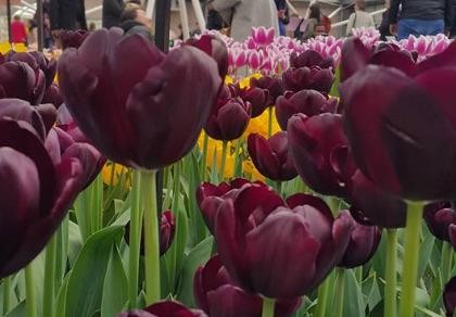 Ngắm 800 loài tulip rực rỡ tại hội hoa Keukenhof
