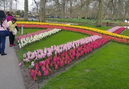 Keukenhof: Vườn hoa xuân đẹp nhất thế giới