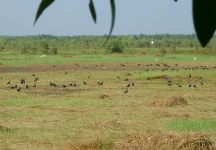 Ramsar Láng Sen xài... 'đồ cổ' để chữa cháy