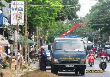 Chặt hạ cây sữa trồng cây dầu