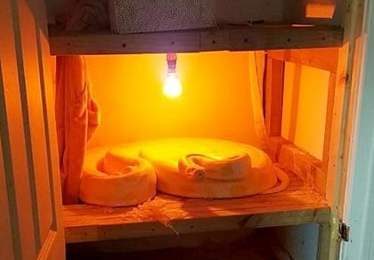 Đột nhiên phát hiện trăn Miến Điện dài 4 m trong tủ sấy