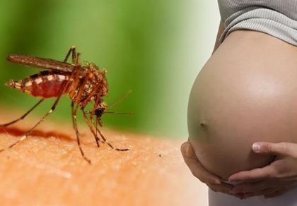 Mỹ khẳng định virus Zika gây ra chứng đầu nhỏ