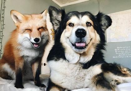 Tình yêu kỳ lạ của cáo và chó