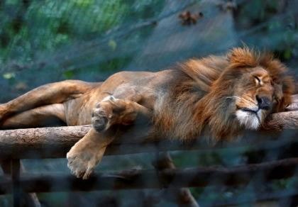 Ảnh: Động vật ở vườn thú Venezuela đói còn 'da bọc xương'