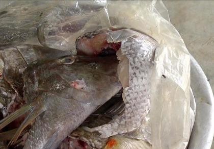 Quảng Ngãi tăng cường VSATTP sau vụ ngộ độc nghi do ăn cá hồng