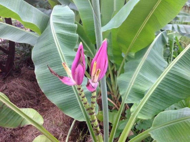 Kỳ lạ cây chuối trổ hai bông
