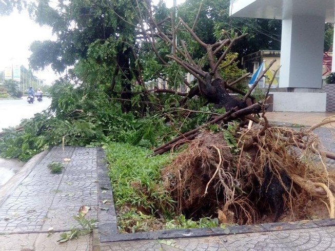 Hàng loạt cây xanh ở Huế bị quật gãy trong đêm