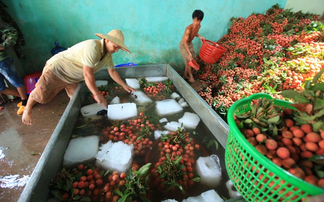 Trung Quốc sẽ mua 40.000 tấn vải Bắc Giang