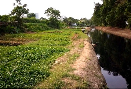 Rau xanh trồng bằng nước đen ngòm, bốc mùi hôi thối