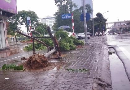 Cây mới trồng trên đường Nguyễn Chí Thanh đua nhau bật gốc sau bão