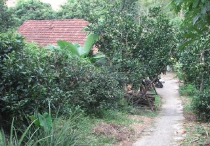 'Ngáo đá', đâm mẹ tử vong, cha trọng thương
