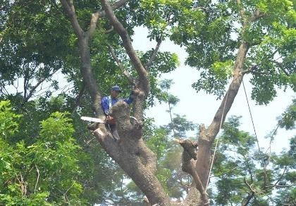 Hà Nội chặt, chuyển 109 cây xanh để làm đường sắt trên cao