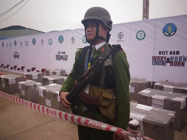 Lần đầu tiên Việt Nam tiêu hủy hơn 2.000 kg ngà voi