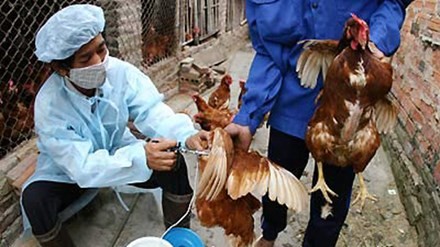 Nghệ An: Phát hiện 2 bệnh nhân lây nhiễm cúm A/H5N6