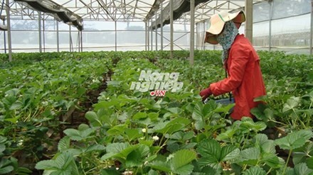 Giống dâu tây lớn 'như thổi', trồng sau 5 tuần thu hoạch