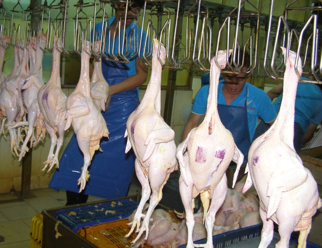 Kinh doanh thịt gia cầm không dấu kiểm soát giết mổ