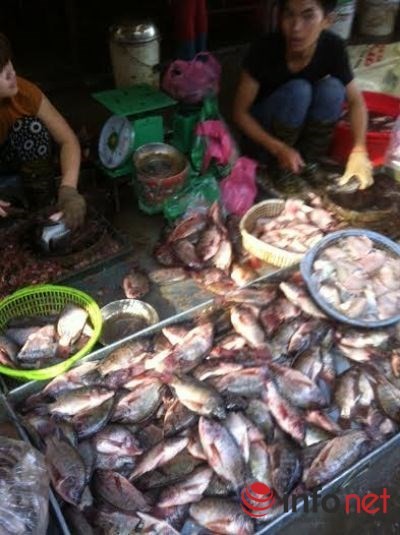 Kinh hoàng cá ươn, cá thối được phù phép thành…đặc sản