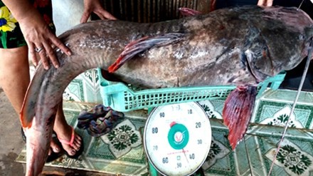 Câu được cá lăng 'khủng' trên sông Sêrêpôk