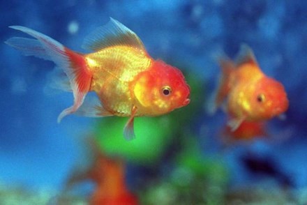 Mẹ trừng phạt con gái bắt ăn sống hơn 30 con cá vàng