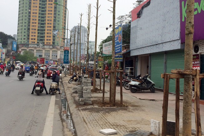 Chủ tịch Hà Nội yêu cầu cử người đi nước ngoài học trồng cây