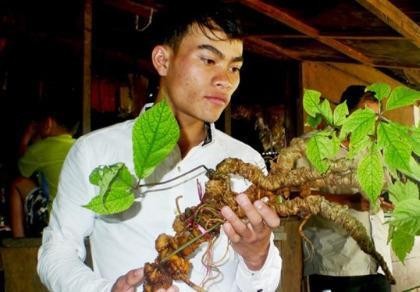 Đào được củ sâm Ngọc Linh “khủng” hơn 150 năm tuổi